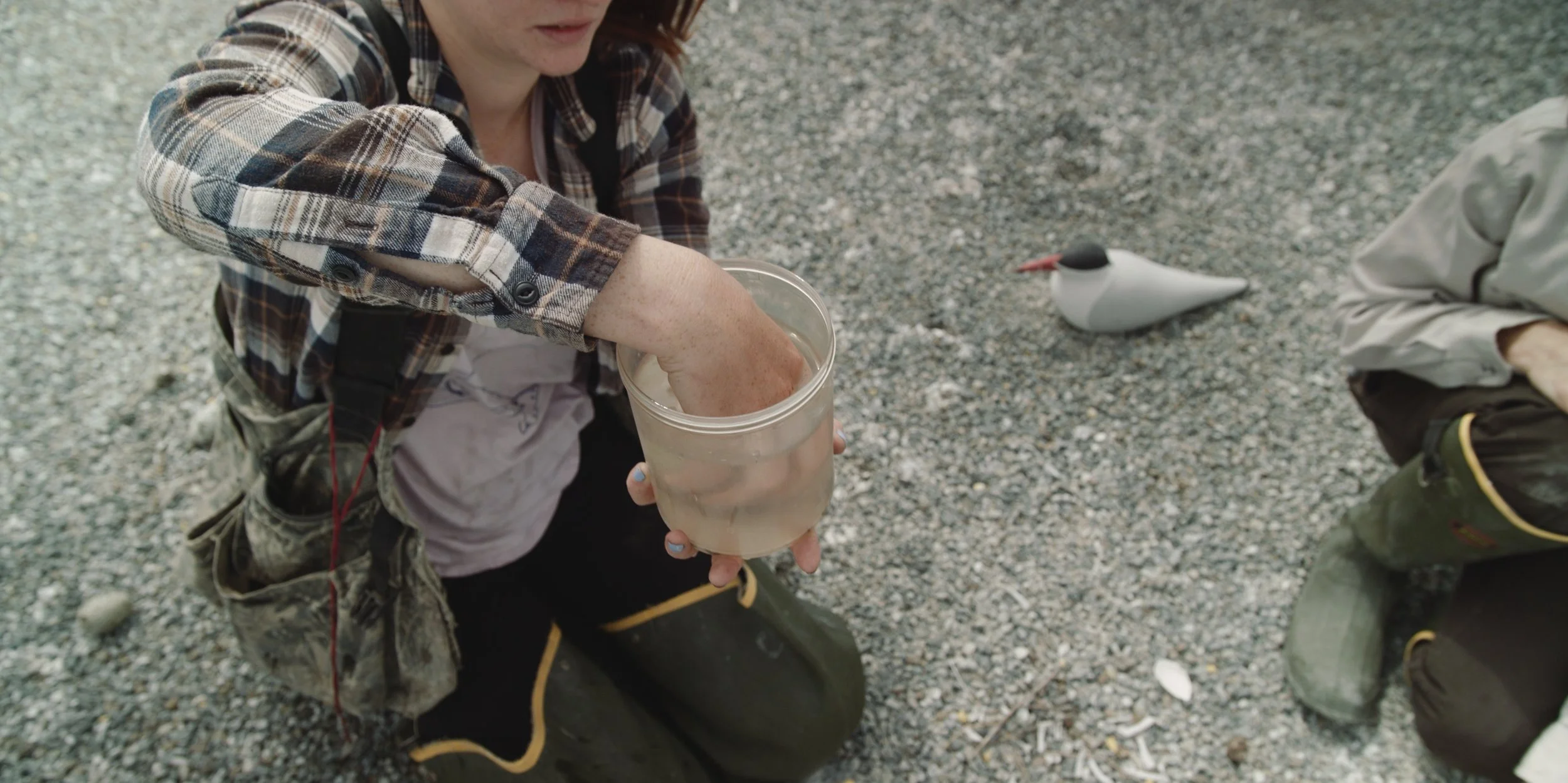 USFW_terns 70.jpg