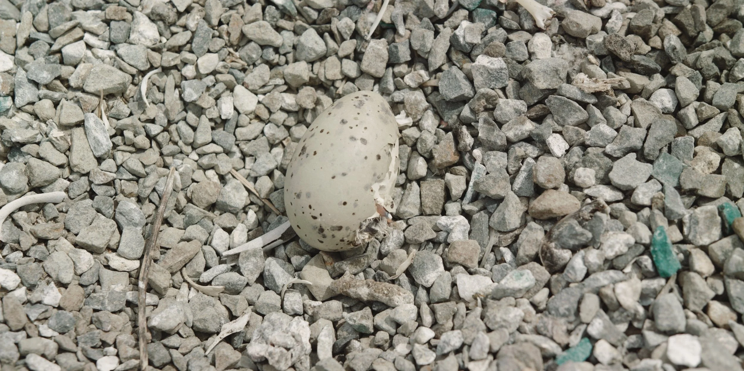 USFW_terns 73.jpg