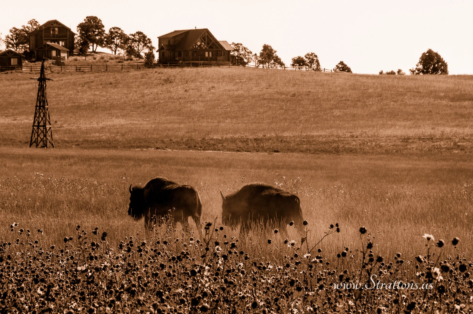 1025_Buffalo16Sep_002-2.jpg
