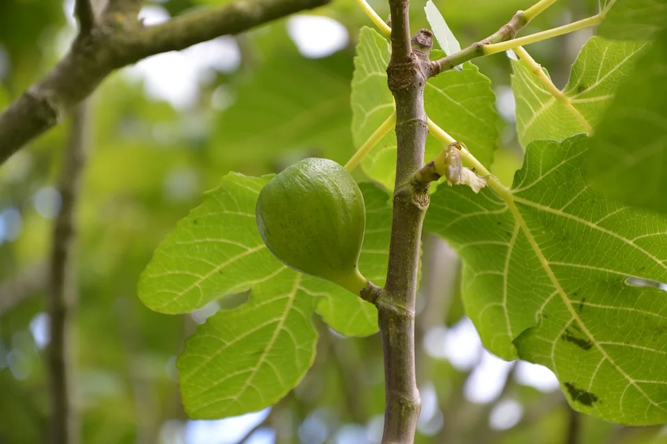 "Looking for the Fig Tree" - Luke 21:25-36 (December 2, 2018)