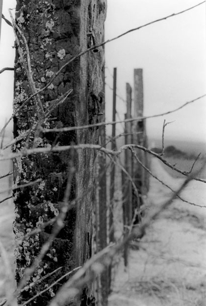 Honorable Mention | © Aaryn Fleming | Santa Catalina