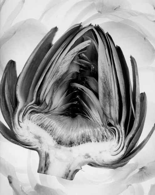 Fine Art 1st Place | ©Carole Schneider Monterey Peninsula College