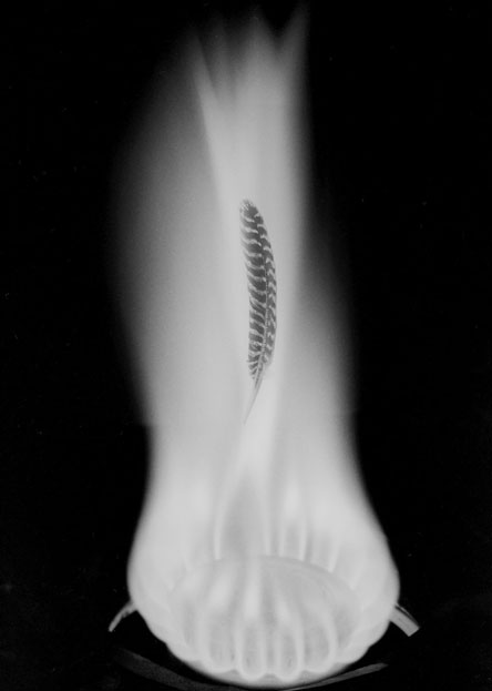 Fine Art 2nd Place | ©Eduardo Sandoval Blas Monterey Peninsula College
