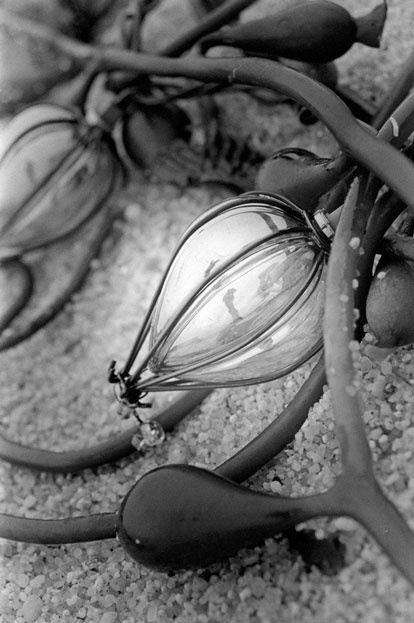 Honorable Mention | ©Candace Mann | Monterey Peninsula College