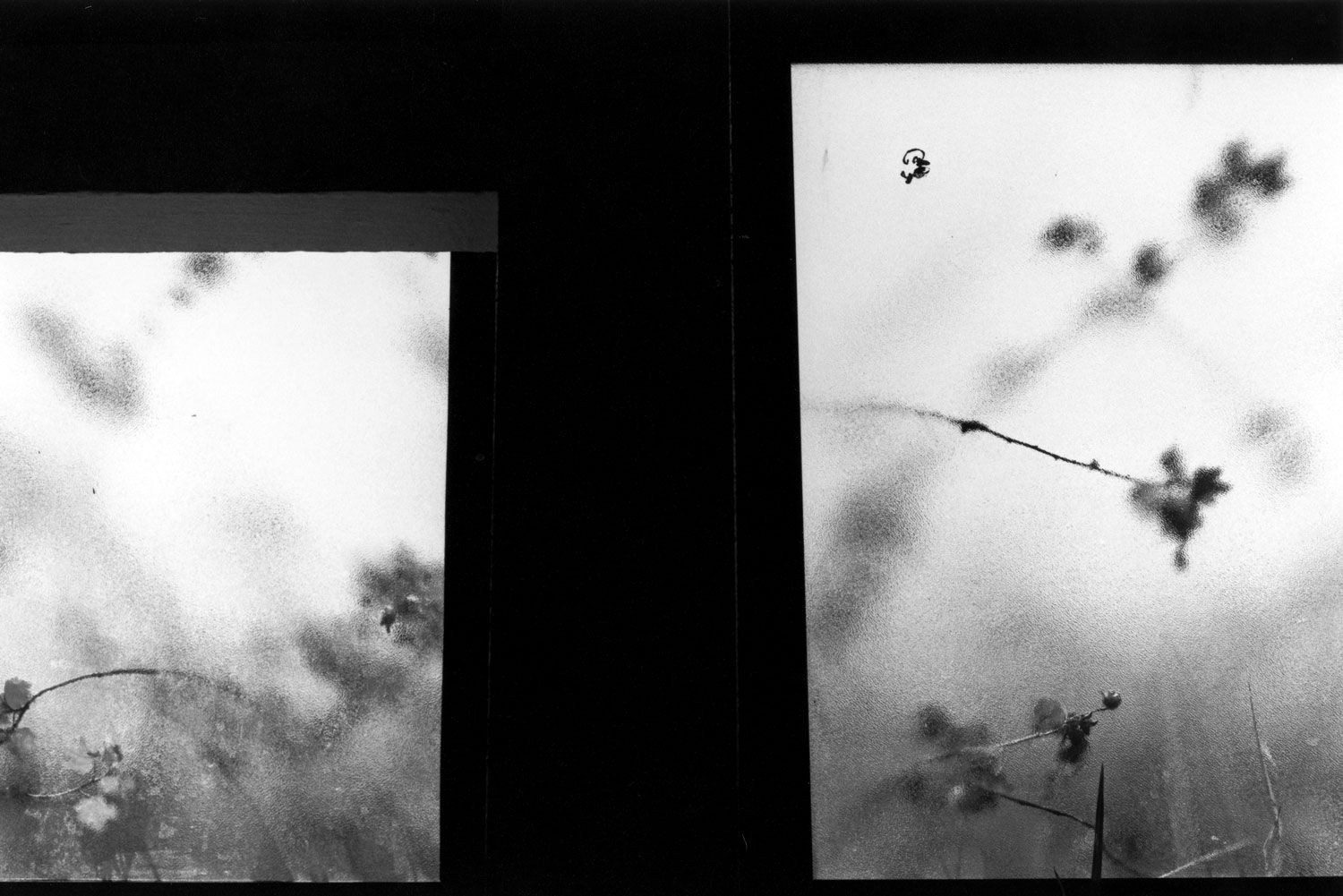 Honorable Mention| ©Courtney Musser | Carmel High School