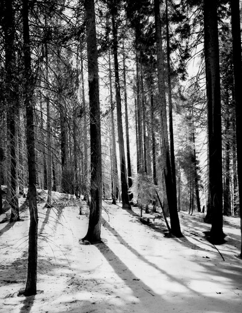 Honorable Mention | ©Nick Rivelli | Monterey Peninsula College