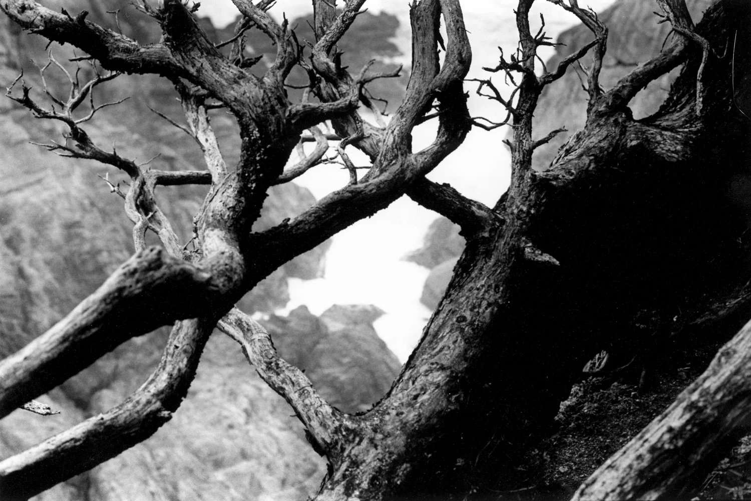 Honorable Mention | ©Ariana Patterson | Santa Catalina
