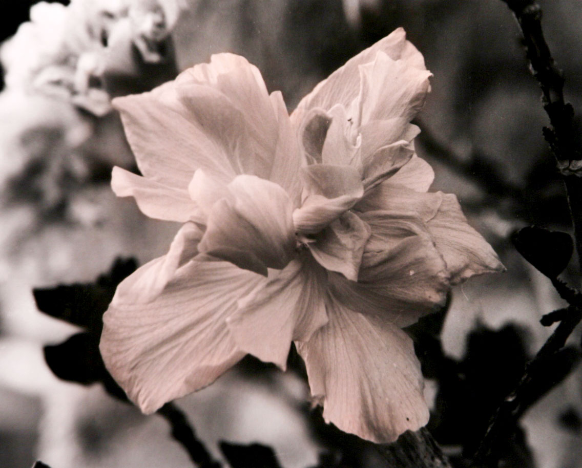 Honorable Mention | ©Tim O'Halloran | Pacific Grove High School
