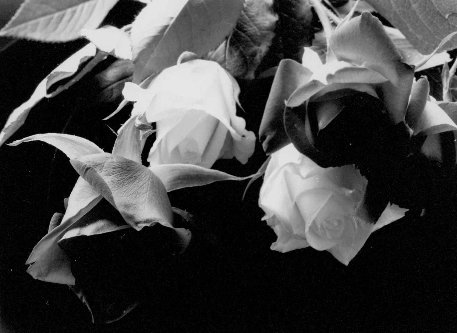 Honorable Mention | ©Luther Hert | Monterey Peninsula College