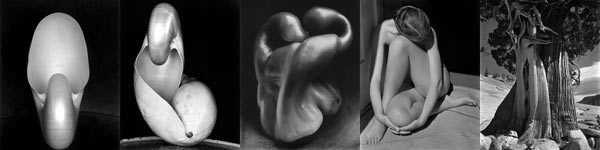 Edward Weston Photographs
