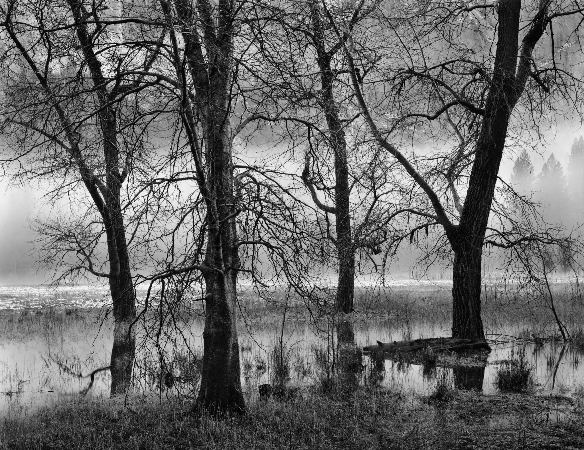 Sexton_Trees_Valley_Fog_R_2048S.jpg