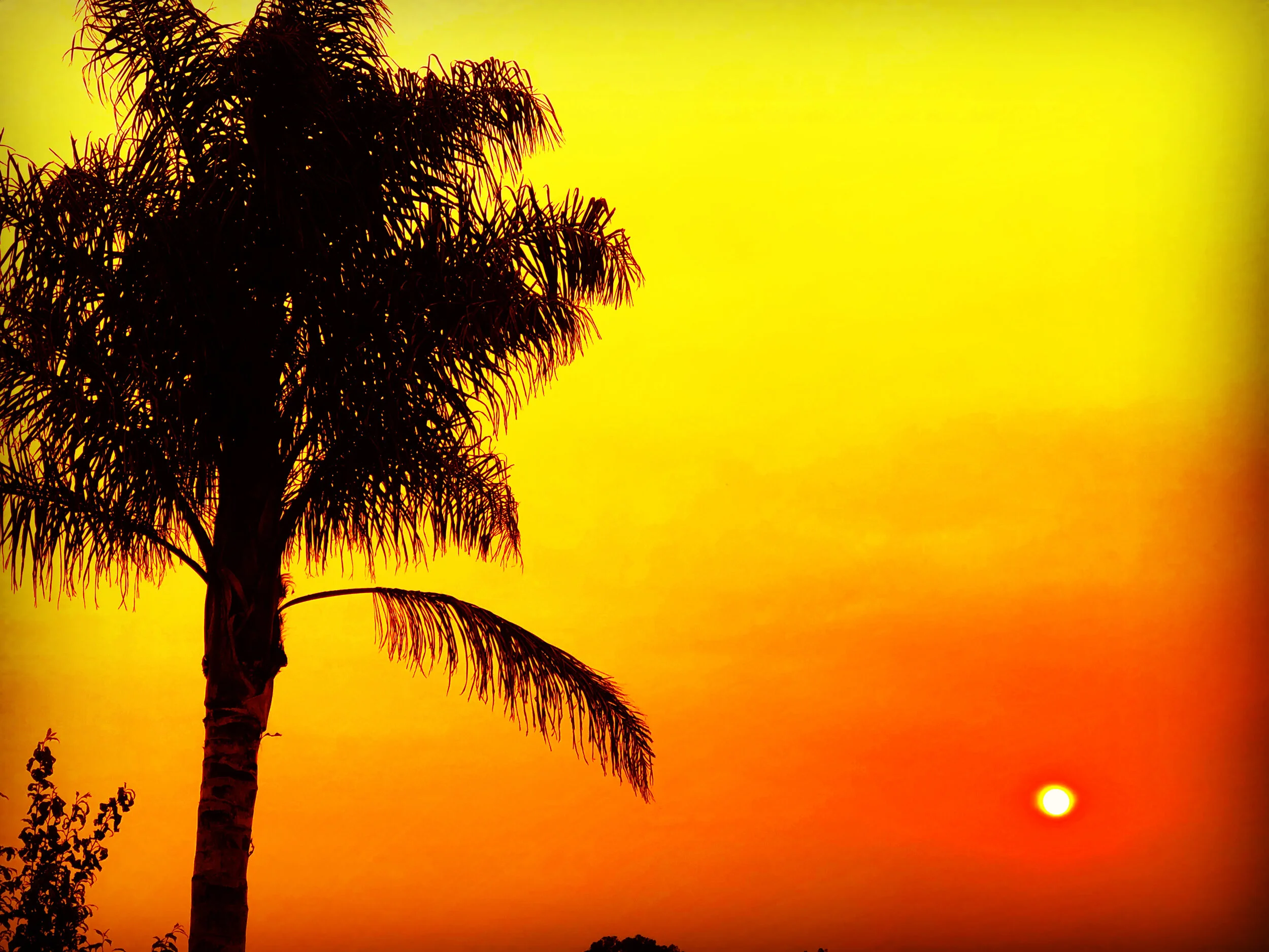 Weston Collective Highlight: Nelson Canham