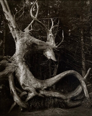 Carbon Printing Workshop with Jim Fitzgerald | December 10 - 12, 2021