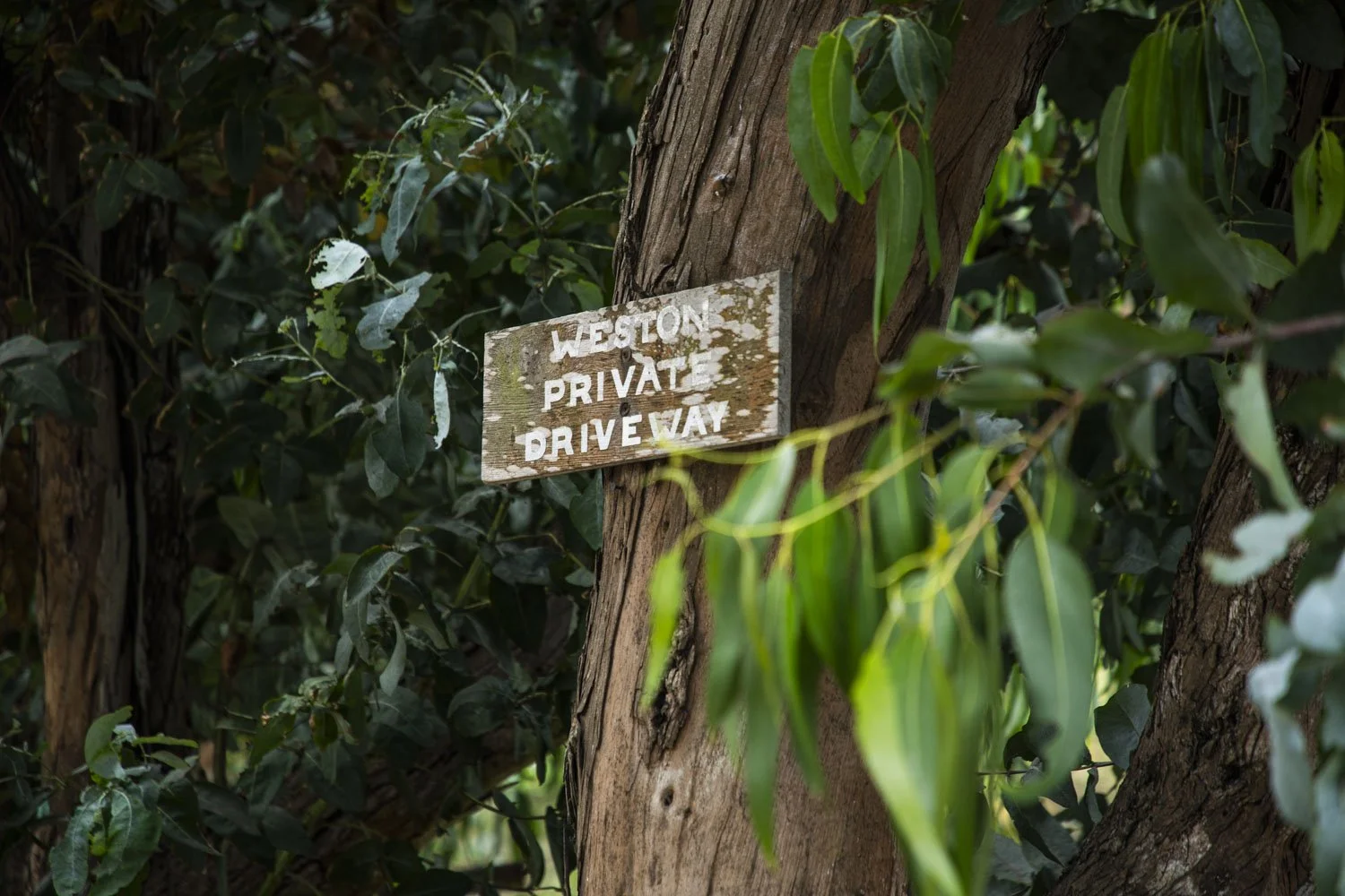 The 2026 New Bohemian Nights Fundraising Event on Wildcat Hill