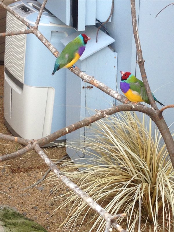 Joey Allison Sayers (a personal comics hero who follows me on twitter) had a great comment about these guys were the babies of 12 single colored birds that had sex with each other.