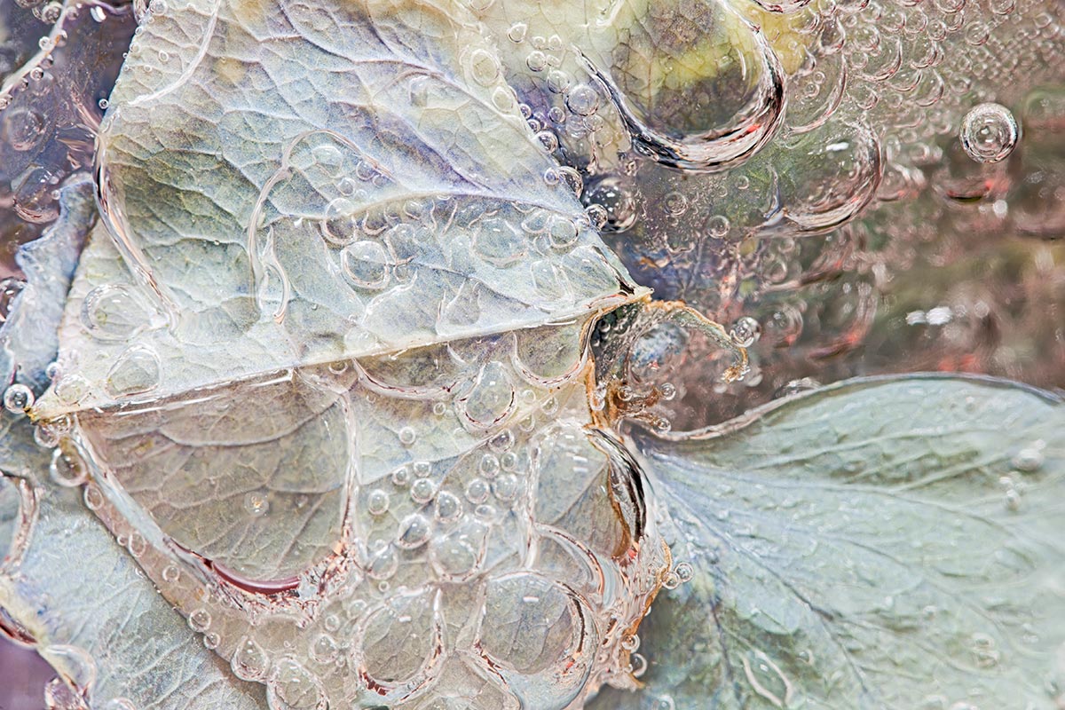 Morphic Resonance