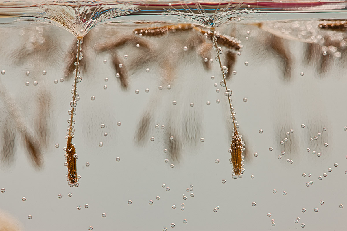 © 2014 Robin Ward. All Reproduction Rights Reserved.