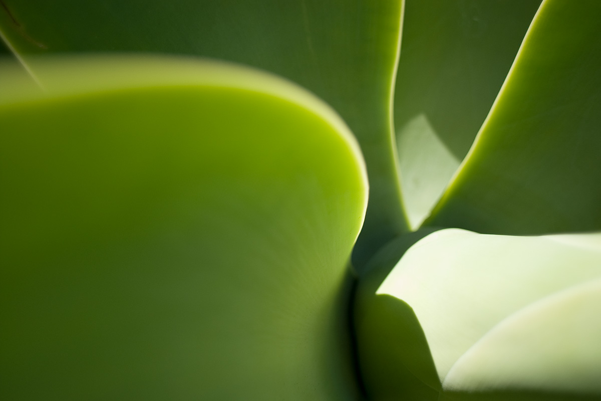 Agave