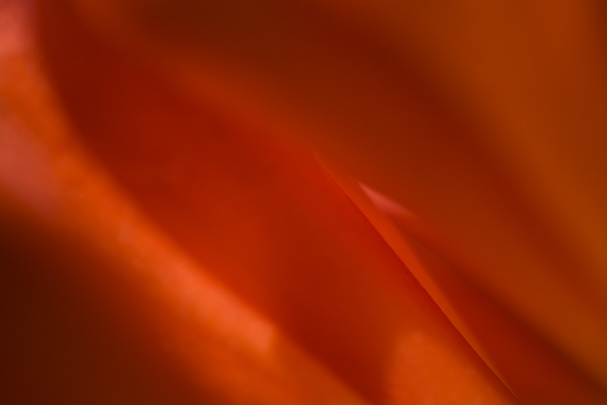 © 2010 Robin Ward. All Reproduction Rights Reserved.