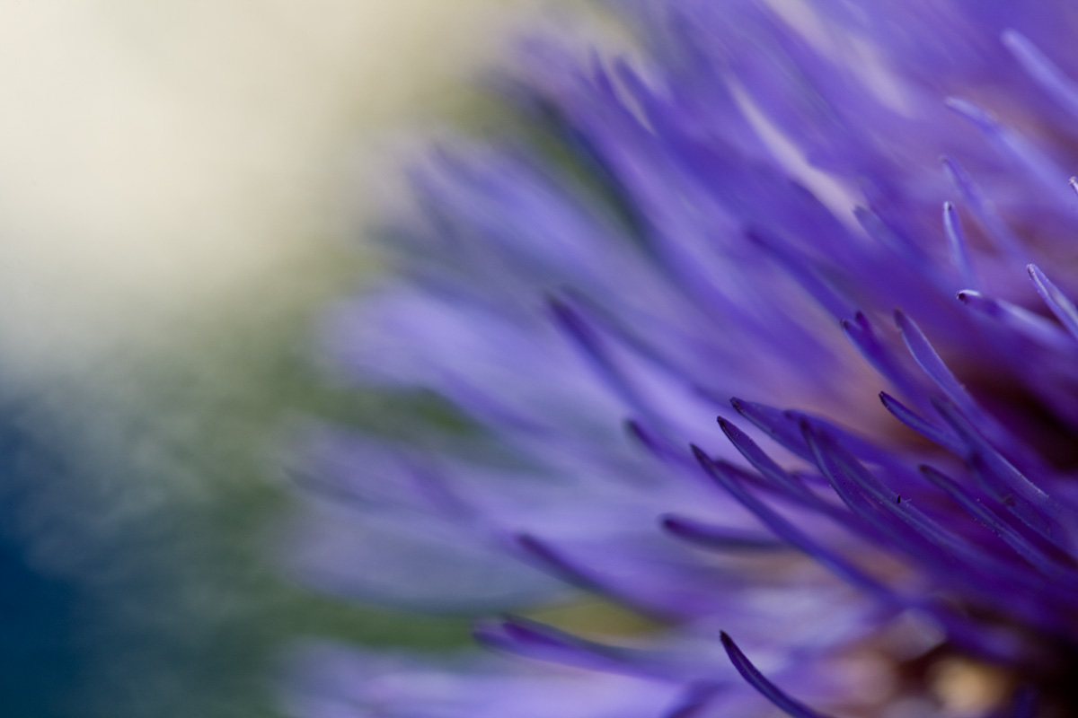 © 2009 Robin Ward. All Reproduction Rights Reserved.