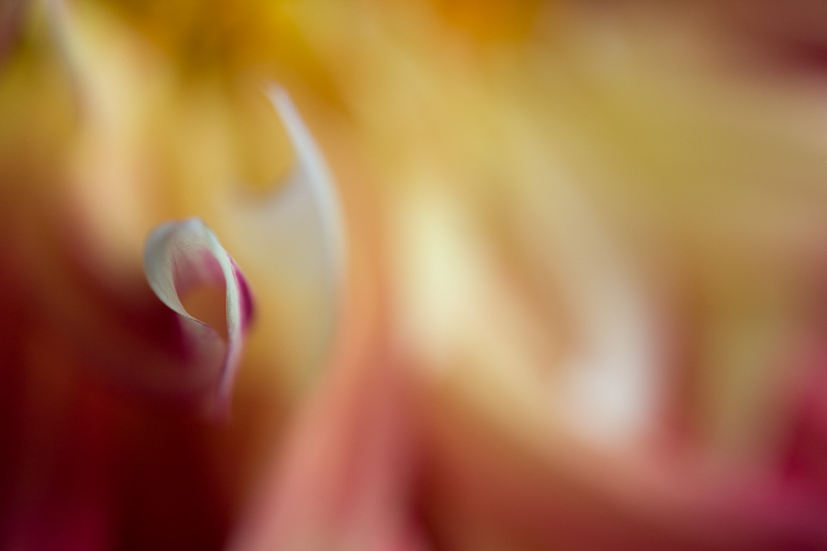 Dahlia