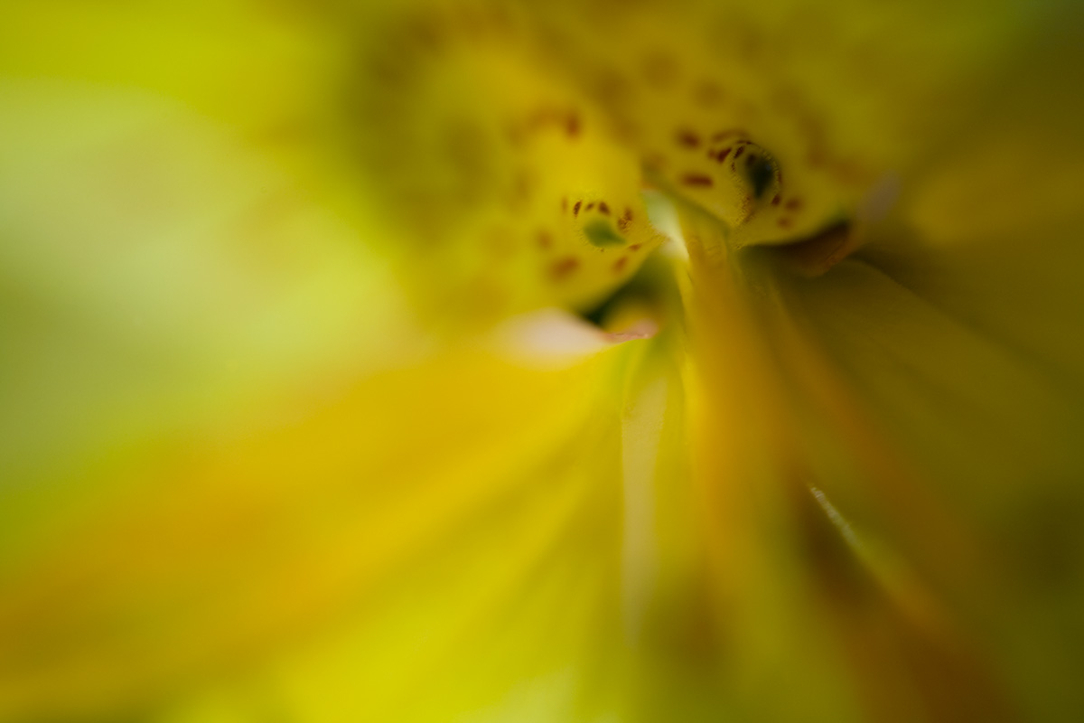 Enchantment
