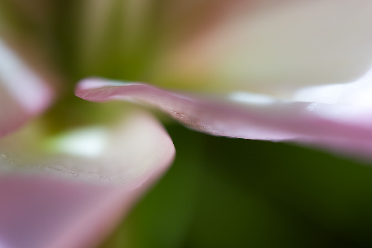 © 2011 Robin Ward. All Reproduction Rights Reserved.