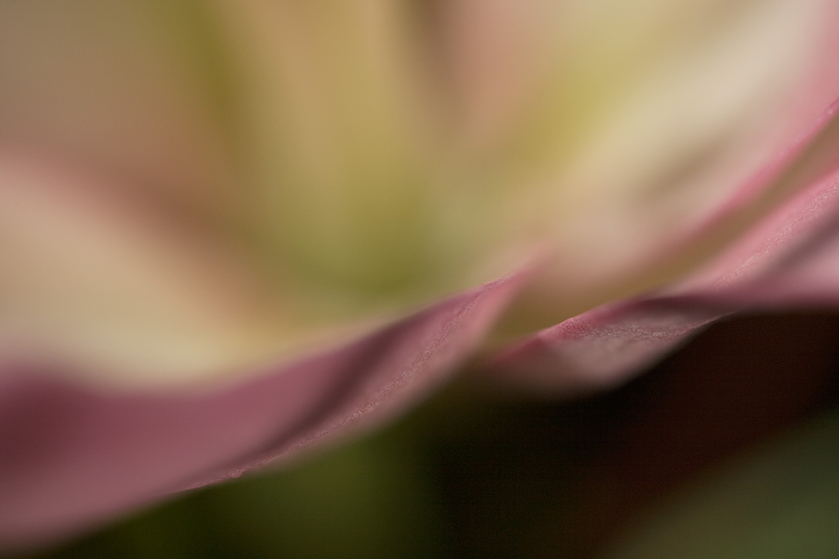 © 2010 Robin Ward. All Reproduction Rights Reserved.