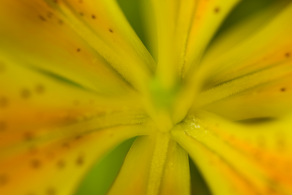 © 2011 Robin Ward. All Reproduction Rights Reserved.
