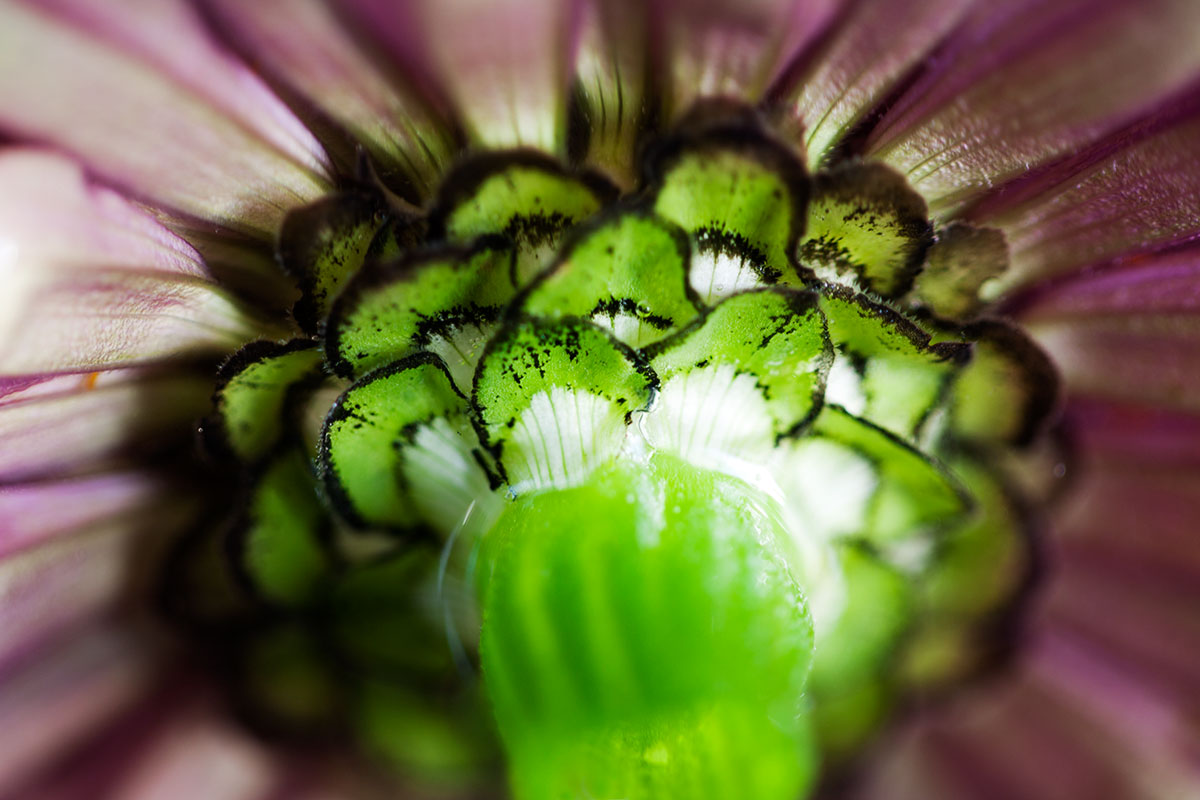 © 2011 Robin Ward. All Reproduction Rights Reserved.