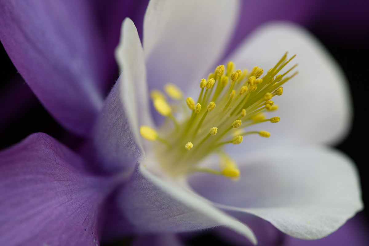 © 2011 Robin Ward. All Reproduction Rights Reserved.