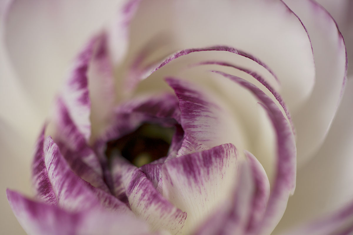 © 2011 Robin Ward. All Reproduction Rights Reserved.