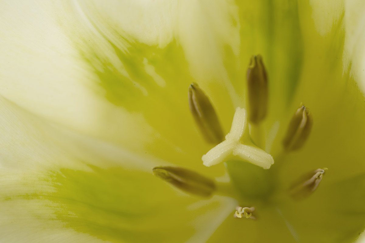 © 2011 Robin Ward. All Reproduction Rights Reserved.