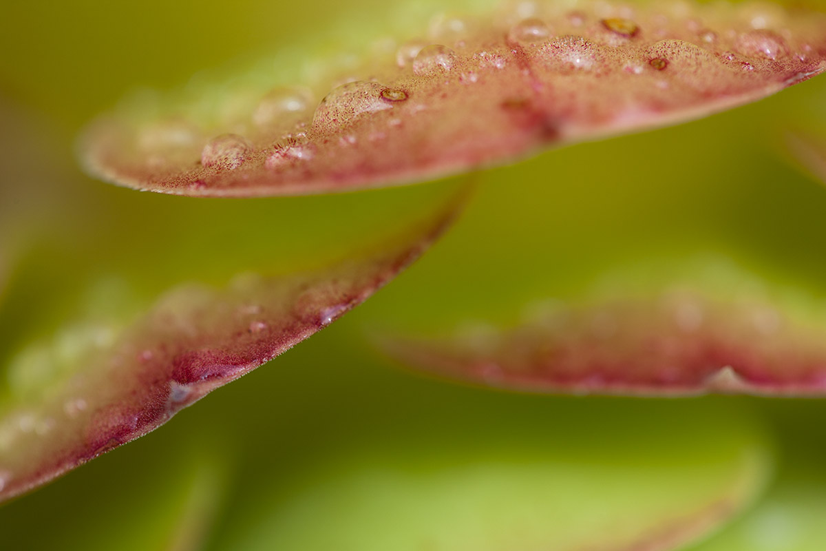 © 2011 Robin Ward. All Reproduction Rights Reserved.
