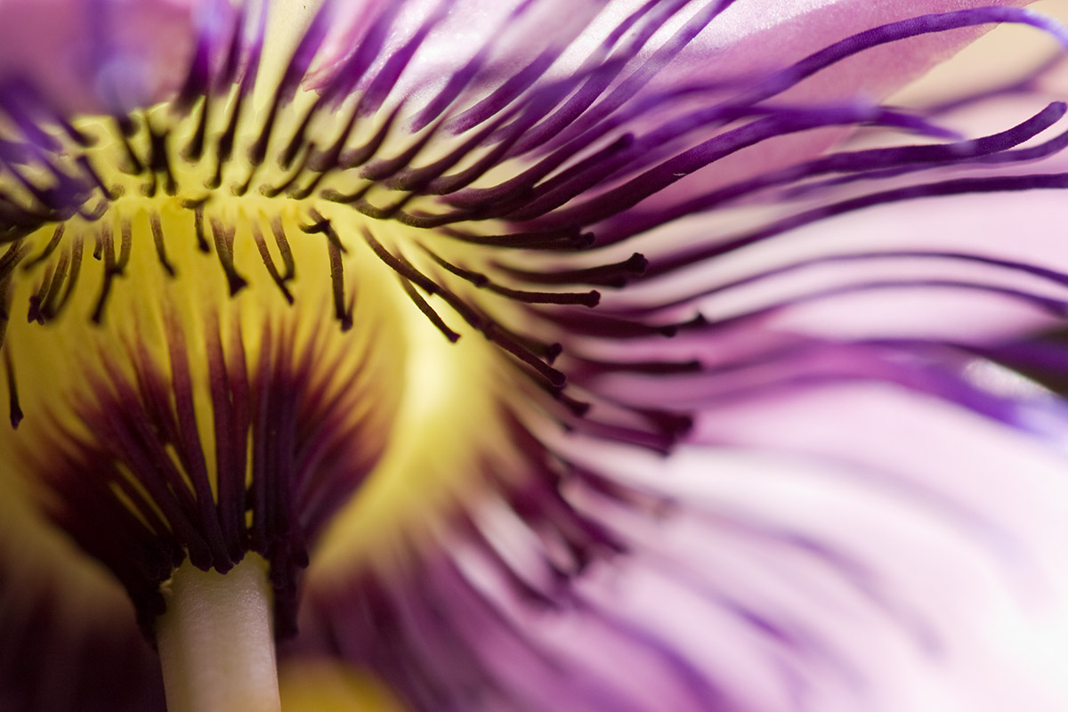 © 2011 Robin Ward. All Reproduction Rights Reserved.