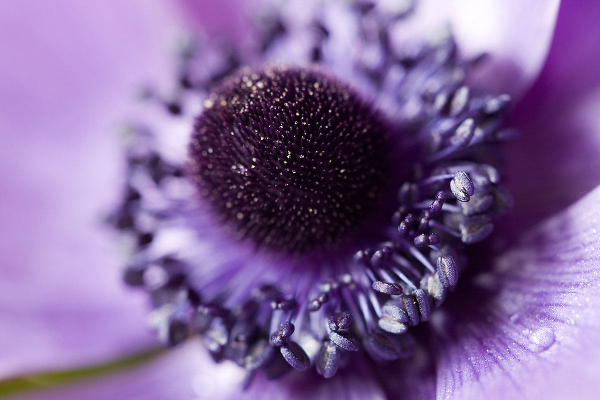 © 2011 Robin Ward. All Reproduction Rights Reserved.