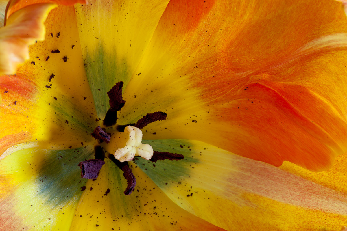 © 2011 Robin Ward. All Reproduction Rights Reserved.