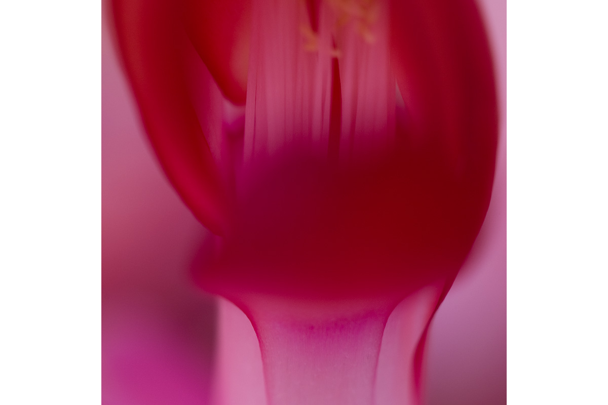 © 2010 Robin Ward. All Reproduction Rights Reserved.