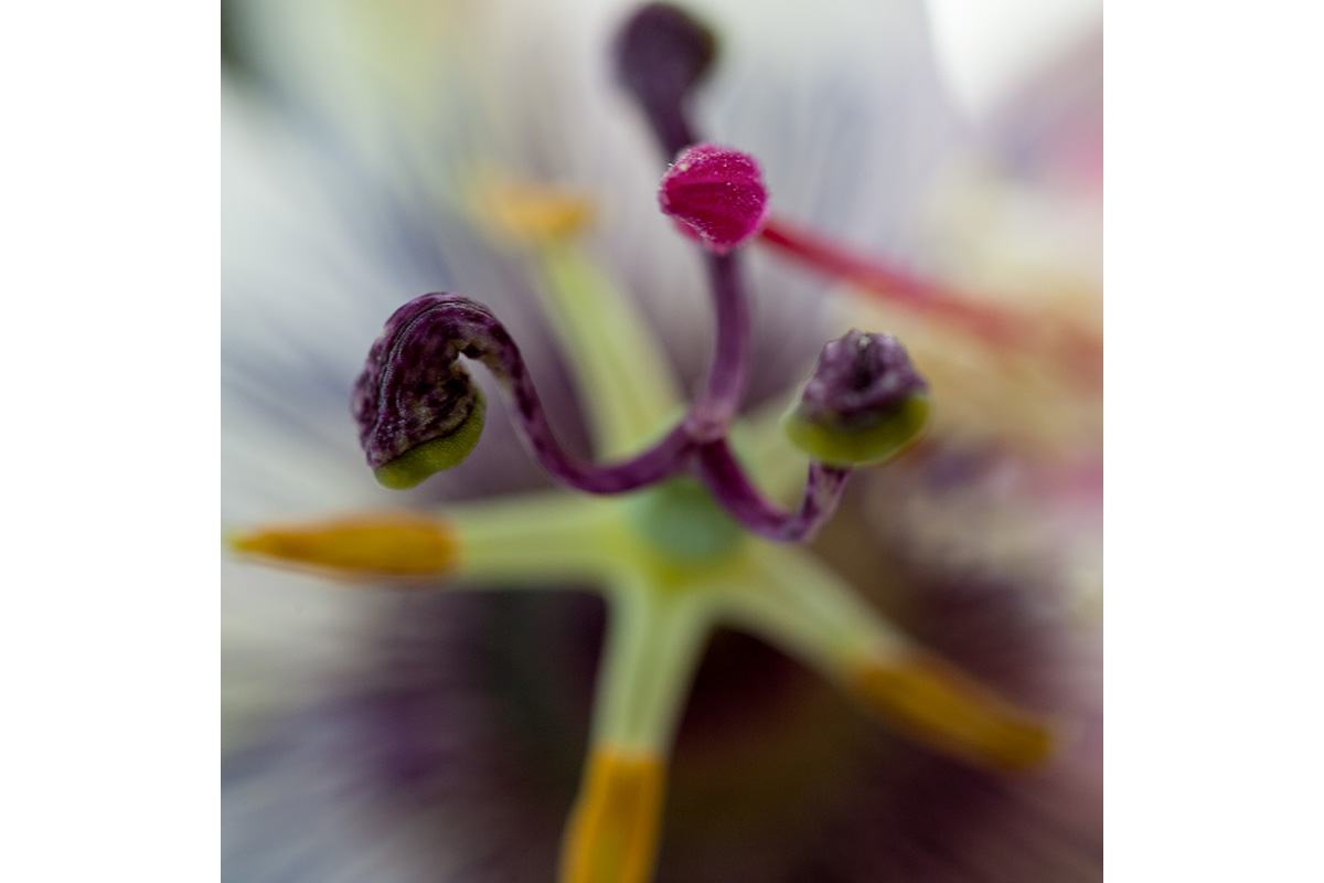 © 2011 Robin Ward. All Reproduction Rights Reserved.