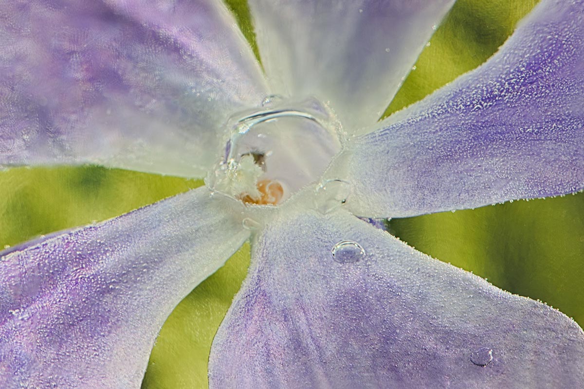 © Robin Ward. All Reproduction Rights Reserved.
