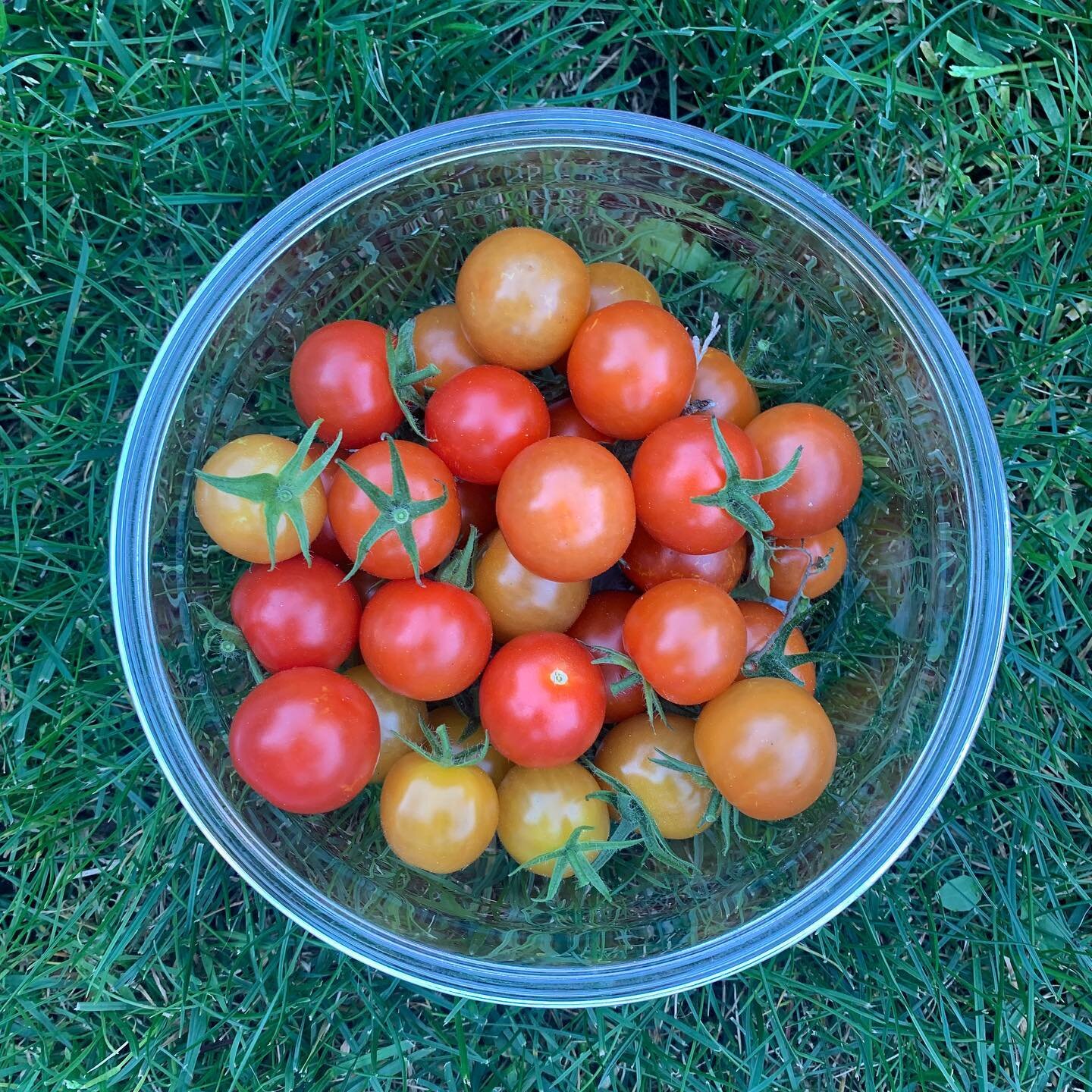 Late summer garden rewards 🍅