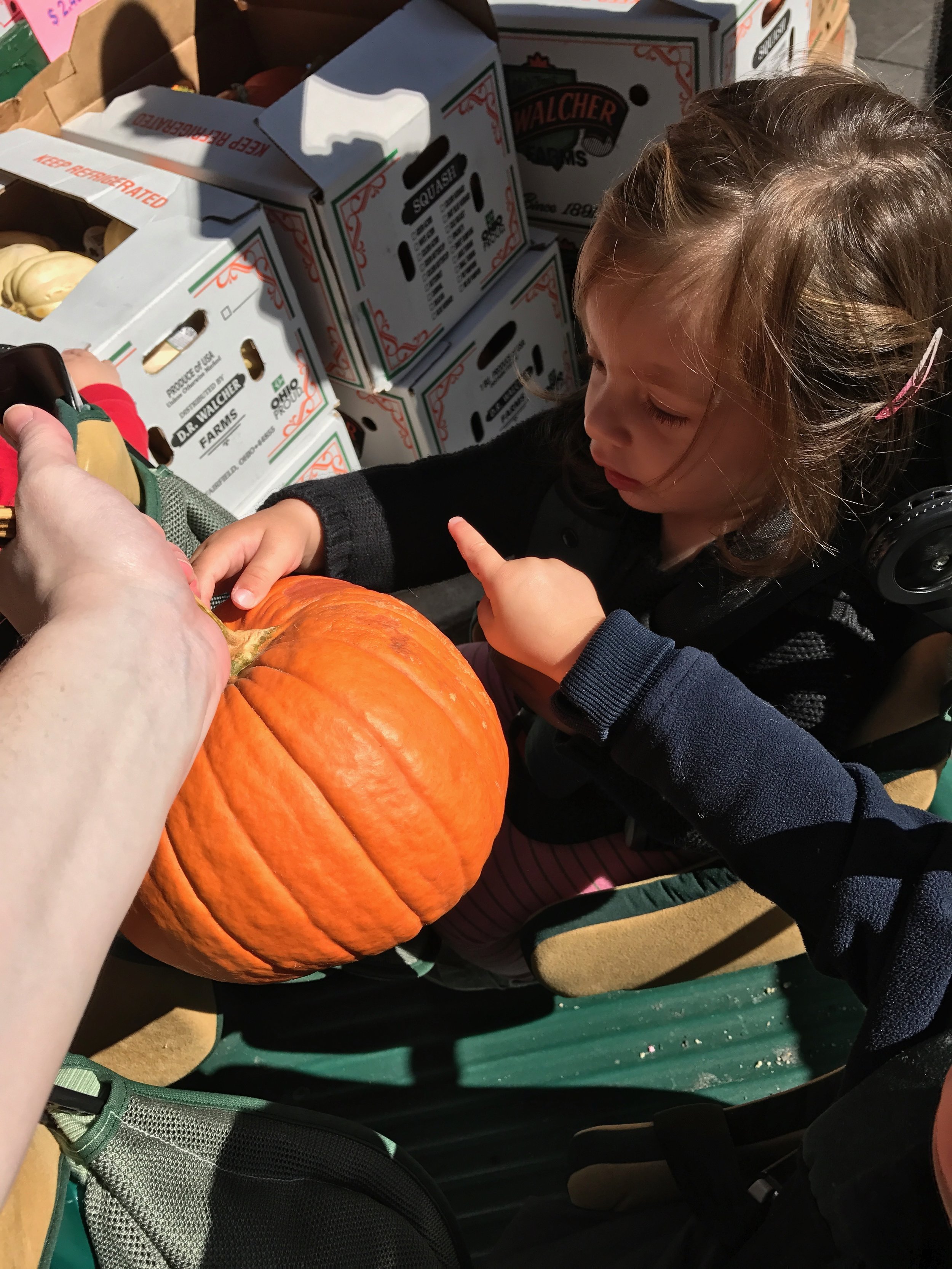  Went to Morgan's Market to buy pumpkins for our class! The children enjoyed exploring the pumpkins and cruising through the neighborhood. Commentary from the children included "Wow!", "It's bumpy!", and "Orange!". We loved the joy the children took 