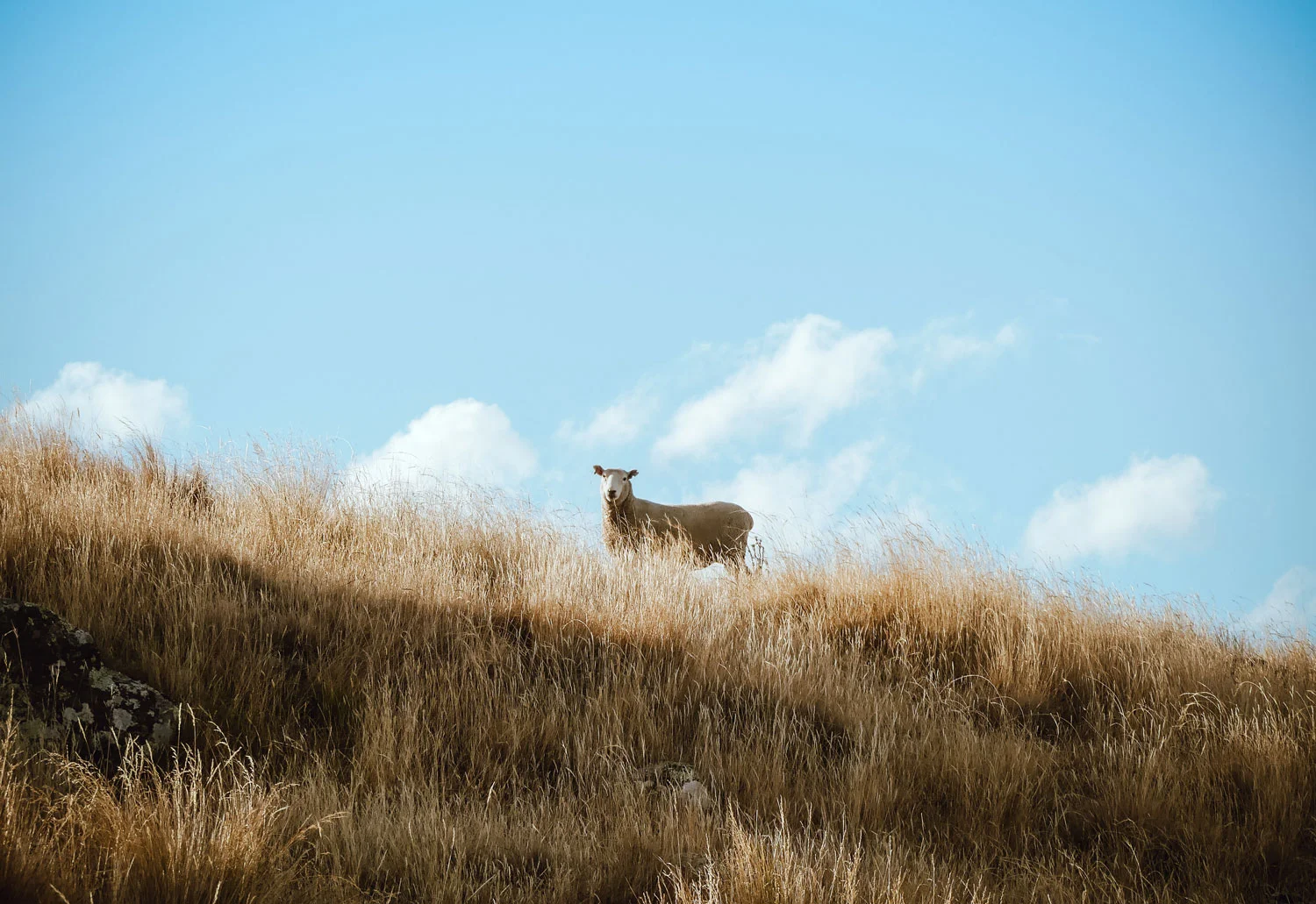 animal-clouds-country-850672.jpg