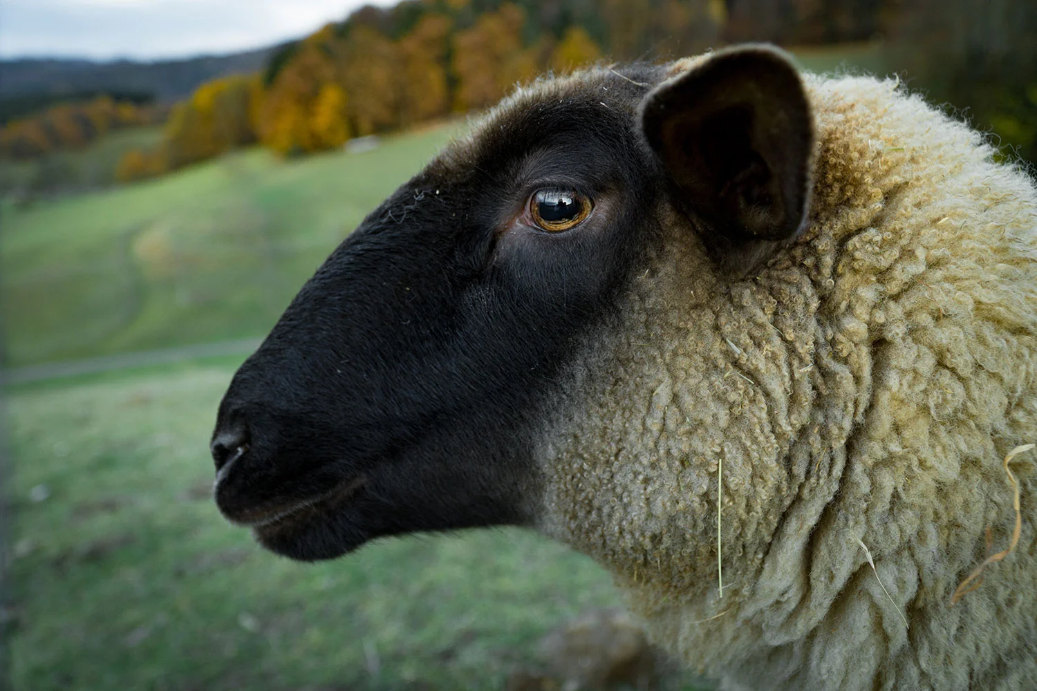 animal-countryside-ear-241522.jpg