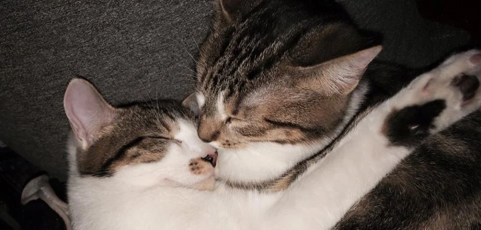 Comment Adopter Mille Et Un Regards Protection Animale Adoption Famille D Accueil