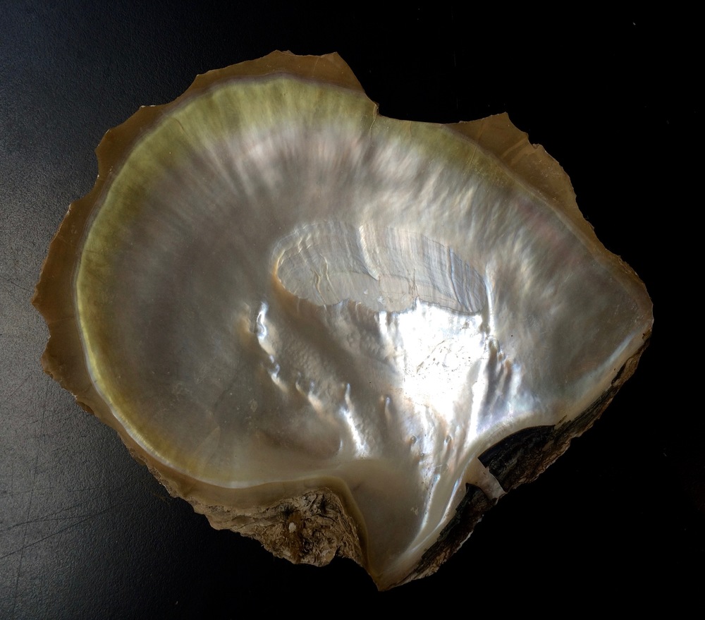 3. Peral shell.jpg