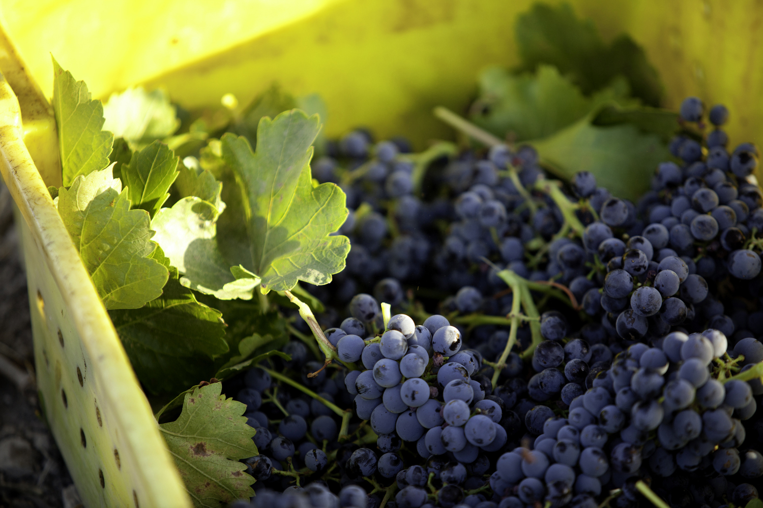 The Fruits Of Labor — Juice