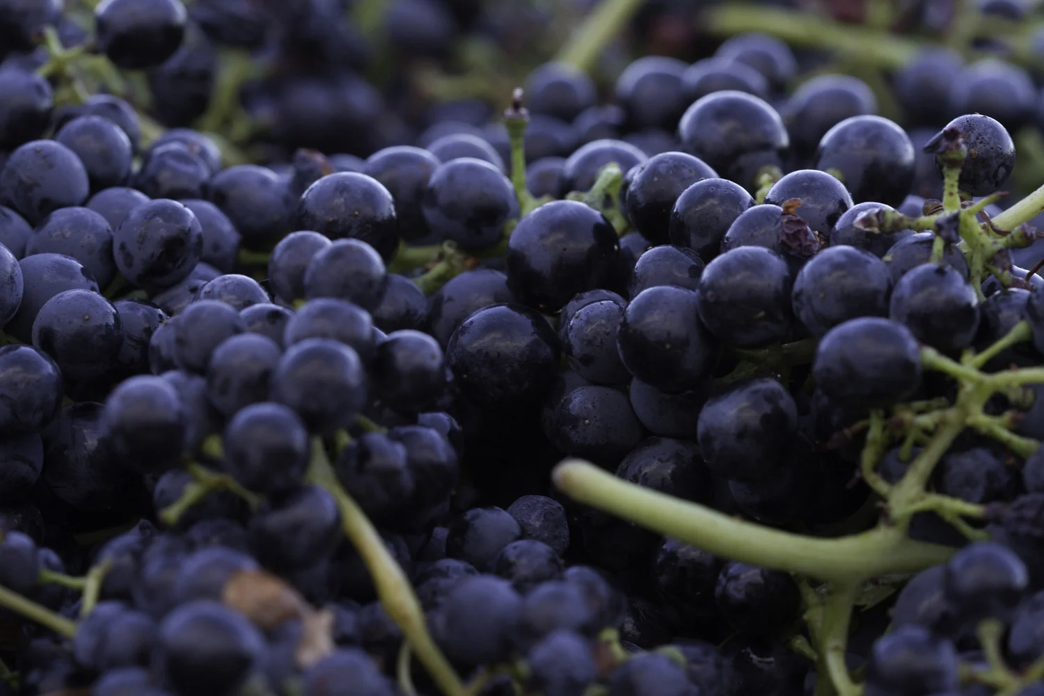 The Fruits Of Labor — Juice