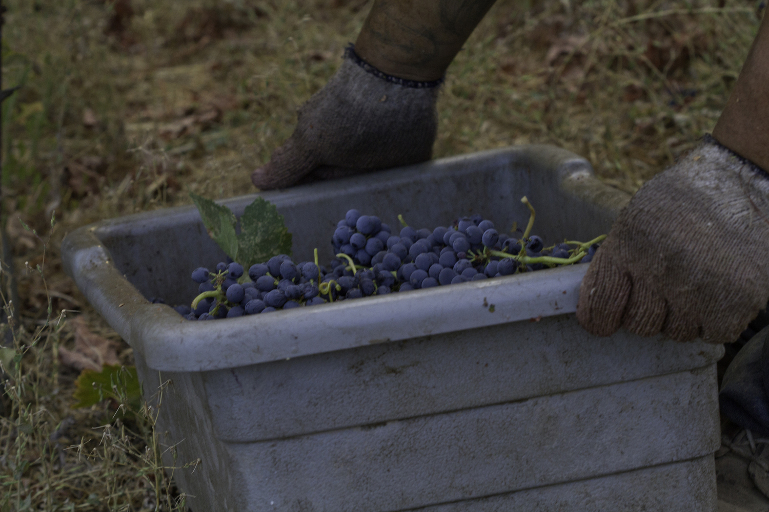 The Fruits Of Labor — Juice