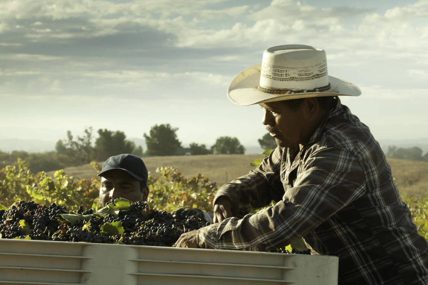FRUITS OF OUR LABOR</a><strong></br></strong><a href="http://www.hellojuice.com/the-fruits-of-labor">View Gallery →</a>